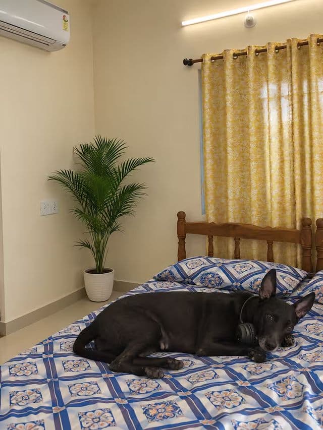 Zyra -Studio on Mapusa-Calangute Road — photo 2
