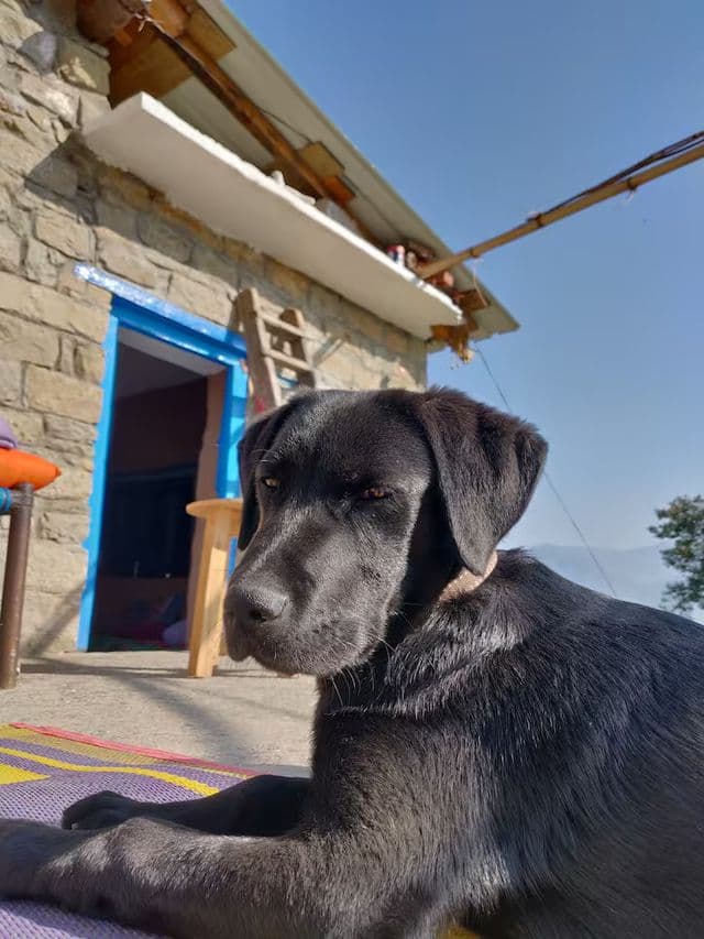 Mud House Machaan near Nainital — photo 43
