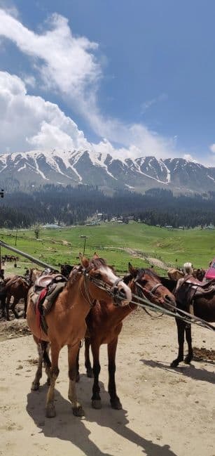Gulmarg Woods by Stay Pattern - Gondola — photo 8