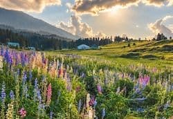 Gulmarg Woods by Stay Pattern - Gondola — photo 5