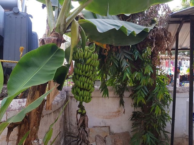 Ondas Do Mar Beach Resort GOA — photo 17